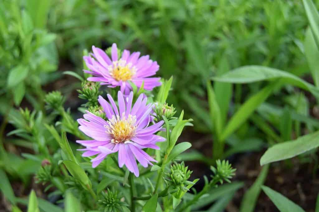 Symphyotrichum novi-belgii 'Heinz Richard' ---